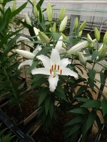 [5297 Ice Dreamer No01.JPG]